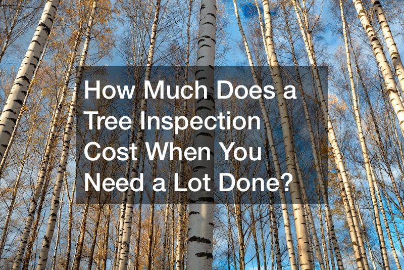 How Much Does a Tree Inspection Cost When You Need a Lot Done?