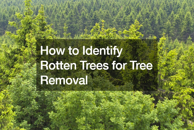 How to Identify Rotten Trees for Tree Removal